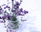 Flower Photography - Lavender Photograph - 8x10 Fine Art Photography Print - Purple White Home Decor - BLintonPhotography