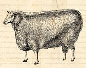 INSTANT DOWNLOAD Sheep Digital Download for Iron on Transfer, Papercrafts, Pillows, T-Shirts, Tote Bags, Burlap, No 00270
