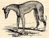 Dog Puppy Canine Greyhound - Digital Image Download for Iron on Transfer, Papercrafts, Pillows, T-Shirts, Tote Bags, Burlap, No 00527