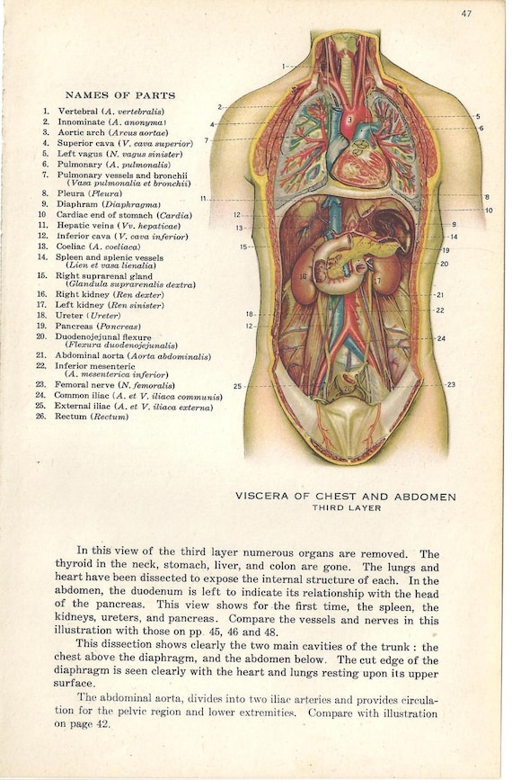 Medical Anatomy Illustration Human Chest By Tinkersephemera