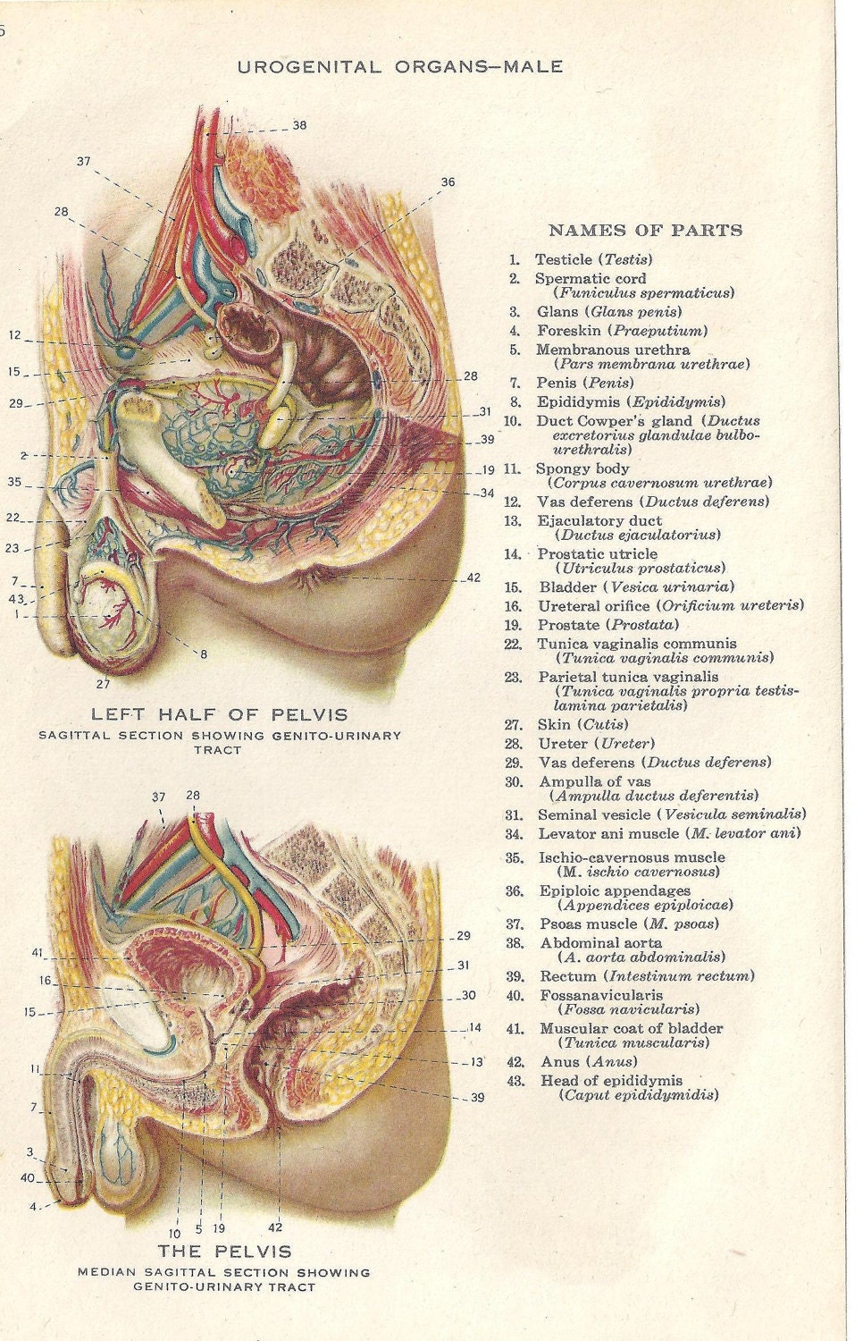 Male Parts