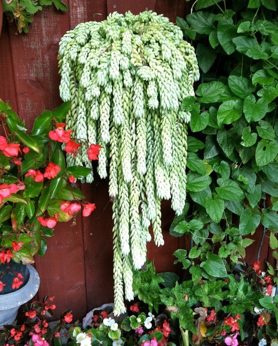 Donkey Tail Plant 2 Healthy Large Cuttings- Beautiful Hanging Succulent