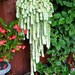 Donkey Tail Plant 2 Healthy Large Cuttings- Beautiful Hanging Succulent