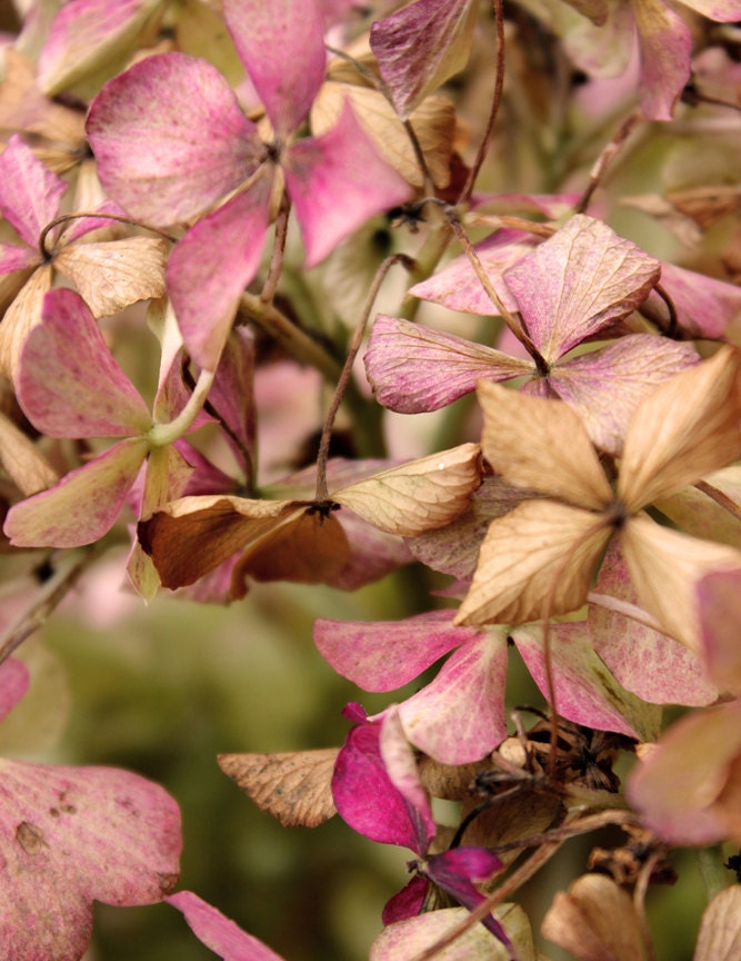 Nature photography, romantic, pink, brown, flowers - Wilting Hydrangea 8x10 fine art photography