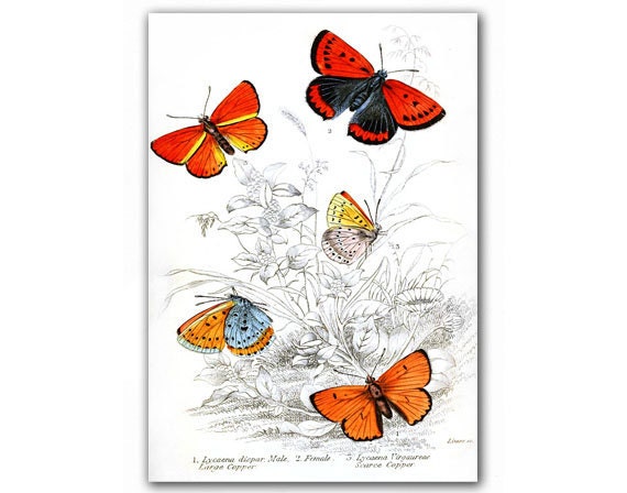 Amazing Butterflies, vintage illustration printed on Parchment paper. Buy 3 and get 1 FREE