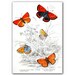 Amazing Butterflies, vintage illustration printed on Parchment paper. Buy 3 and get 1 FREE