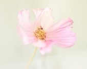Flower Photography, Daisy, Pale Pink, Romantic, Nature - Pink Lemonade - 8x8 fine art photograph - pixamatic