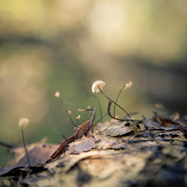 Mushroom photo, nature Photo, woodland photo, autumn, Bokeh Effect, Dappled - 8x8 fine art photograph