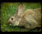 Bunny photo, Rabbit, Nursery Decor, Nature Photography, farm photo, animal photo - 11x14 fine art photograph