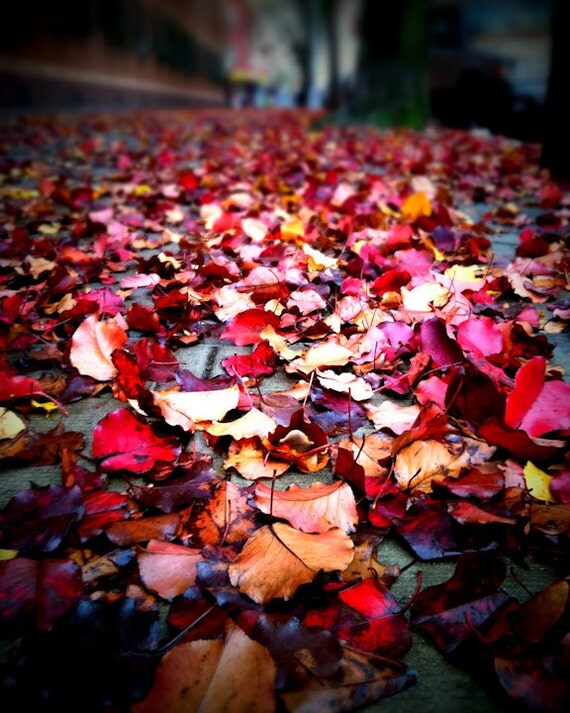 Red leaves photo, autumn photo, abstract photo, nature photo, Crimson Light - 8x10 fine art photograph