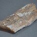 Small Calcified Dinosaur Bone Specimen