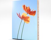Bamboo Photo Panel 8x10  Orange Poppies against Blue Sky Wall Art Ready-to-Hang Eco FriendlyHome Decor Nature Fine Art Photograph