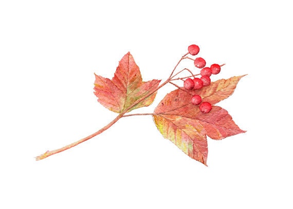 Autumn Leaves and Berries Watercolor Painting - Art Print, Leaves, Fall Nature Study, Viburnum, Red, Green - Watercolour