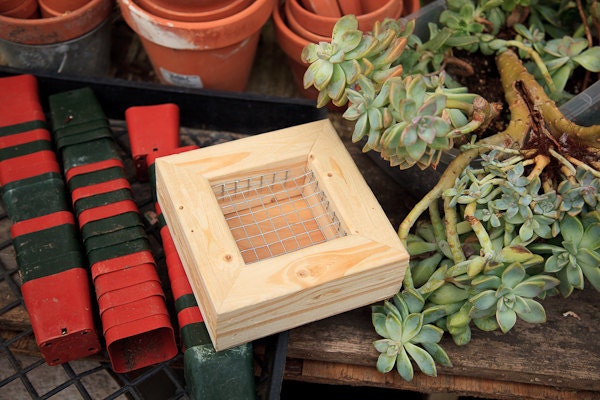 4x4 Succulent Frame Unfinished