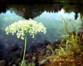 White Flower Photography - 8x10 Original Rustic Fine Art Print - Queen Anne's Lace Metallic - Lake Water - Blue - Vintage Picture Grass