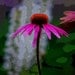 Purple Cone Flower- 8 x 10 Photograph in Garden with Watercolor Finish