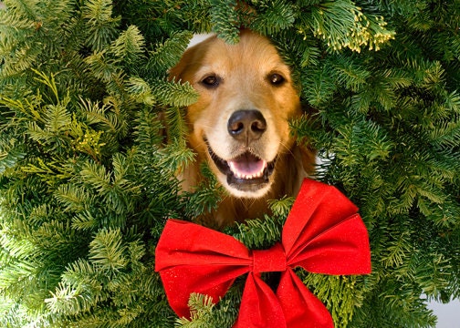 Set of Golden Retriever Dog Holiday Photo Cards