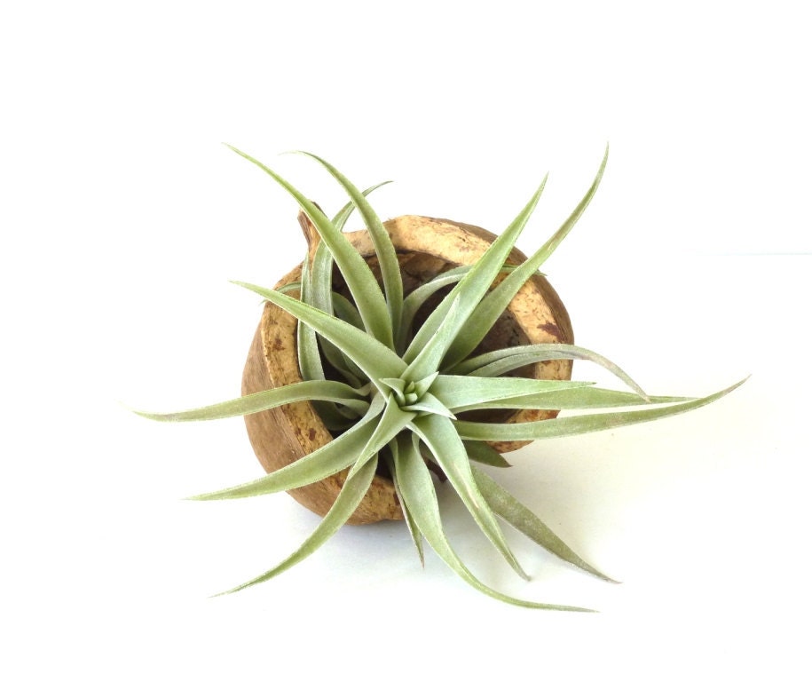 Giant  Air Plant Pod - Organic Plant decor - Terrarium - Air plant centerpiece - Zen decor