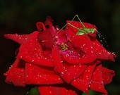 Red Rose & Grasshopper Fine Art Print 8" x 10"