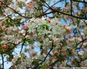 Japanese Crabapple Spring Fine Art Print 8" x 10"