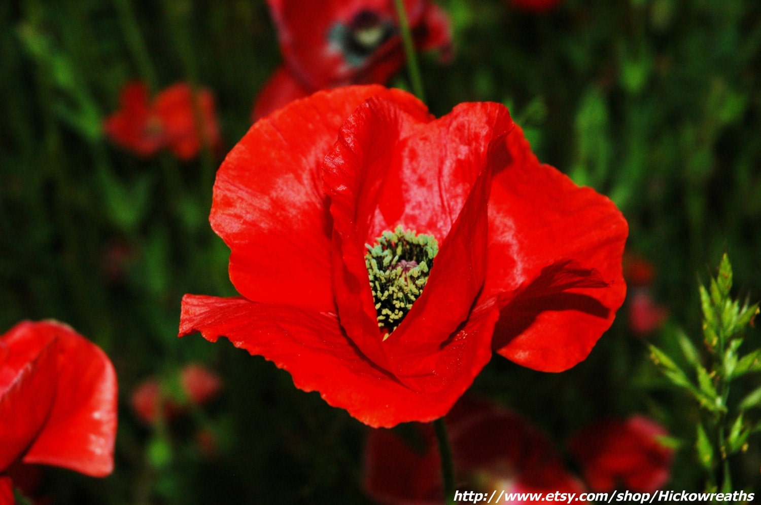 Carolina Red Poppy Fine Art Print 8" x 10"