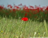 Lonely Red Poppy Fine Art Print 8" x 10"