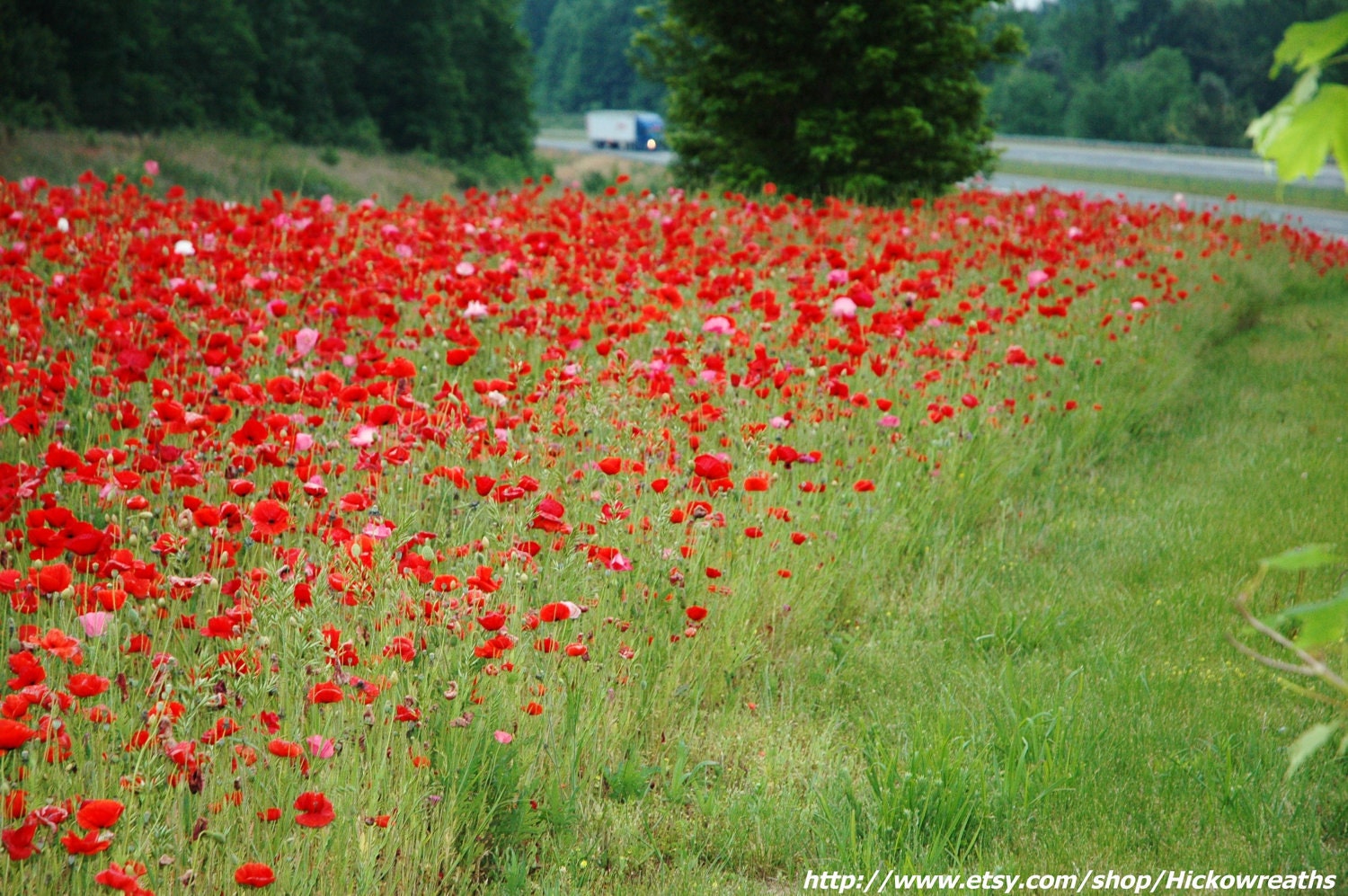 Carolina Highway Poppies Fine Art Print 8" x 10"