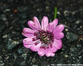 Perfectly Purple Pavement Flower Fine Art Print 8" x 10"
