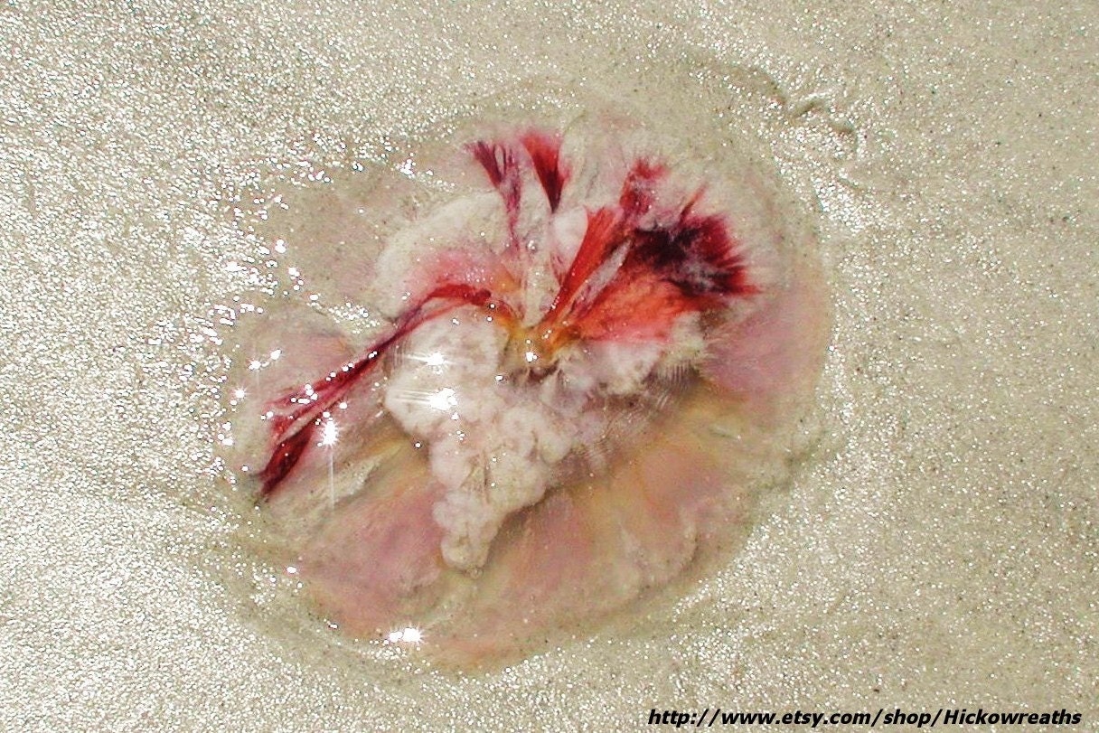 Red Sea Nettle Fine Art Print 8" x 10"