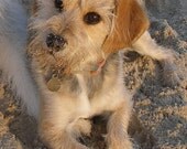 furBaby Conditoning Shampoo Therapy