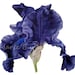 Black Iris II - fine art - archival botanical print
