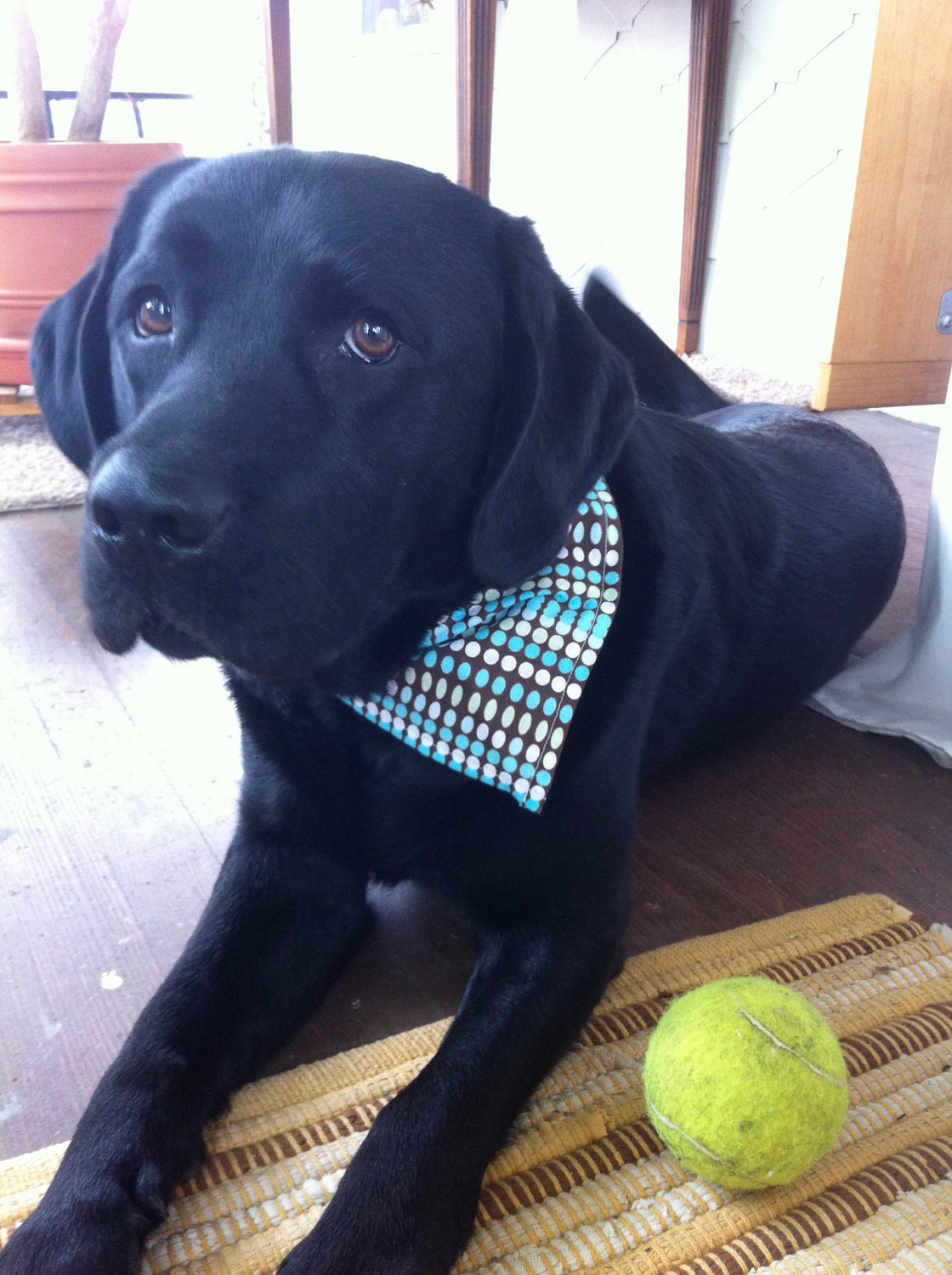 Small-Medium Male Dog Bandana (3 pack)