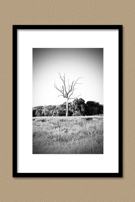 Naked Tree 8X10 Fine Art Photography Print - Black and White B&W Silver Grey Gray Wall Art Home Decor Office