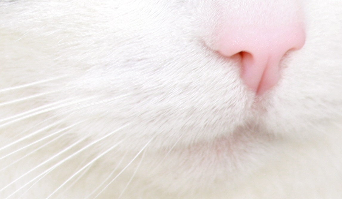 White Whiskers, Pink Nose, Photograph, Kitten Photograph, 5x7 Color Photograph, FPOE, POE, Pastel - SandraLynns