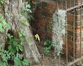 Lost Moss, Outdoor Wrought Iron Gate Photo