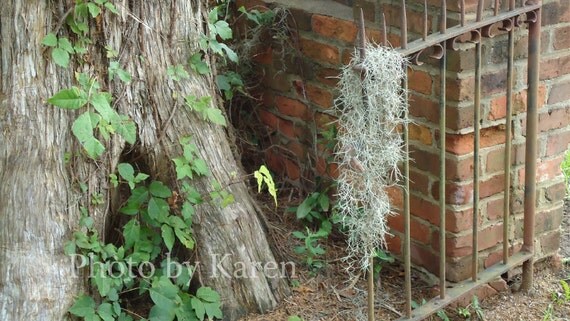 Lost Moss, Outdoor Wrought Iron Gate Photo