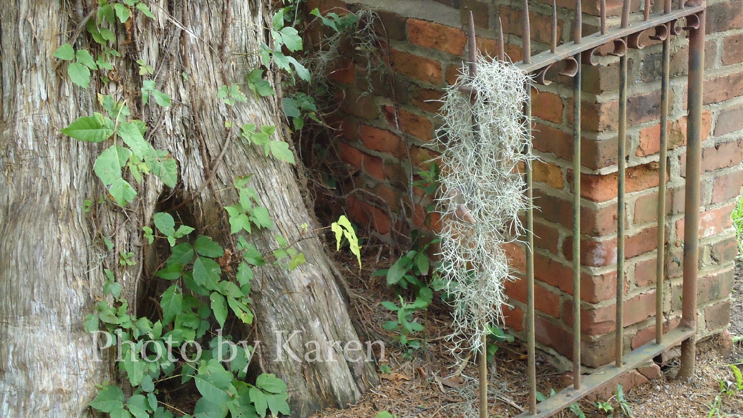 Lost Moss, Outdoor Wrought Iron Gate Photo