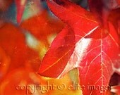 RED AUTUMN Leaves on a Tree Branch in the Fall Season in a Rust Grunge Vintage Look 3- 8x10