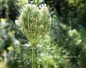 The Veiling - Queen Anne's Lace  5" X 7" Print. Floral Flower Fine Art Photography - BeneathNorthernSkies