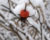 Winter Rose Hip Single  8" X 10" Print, Red and White,  Country, Simple Life, Snow Laden - BeneathNorthernSkies
