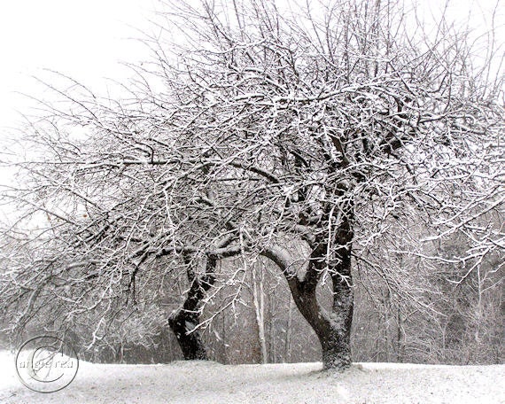 Winter Wolf River Apple Trees -  8" X 10" White Tree Print. White Snow Prized Apple Trees, Apple Tree Print, Tree Print