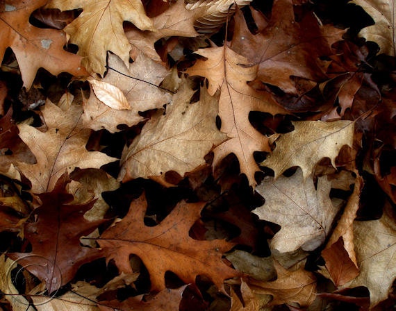 Oak Leaves Fine Art Photography Print  "Autumn Brown" 11" x 14" Autumn Leaves, Brown, Brown Fallen Leaves