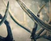 Fine Art Photo Print--Dreamy Woodland Rustic Elk Antlers--Lomography Photography 8x11