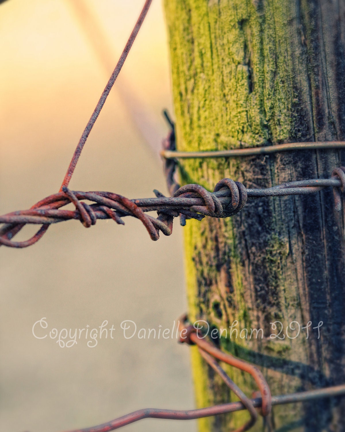 Fine Art Photo Print--Oregon Barbed Wire Rural Fencing--Fine Art Photography 8x10