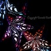 Fine Art Photo Print--Colorful Paper Star Lanterns-- Fine Art Photography 13x19