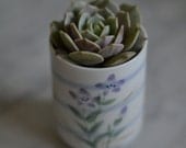 Echeveria Succulent in Japanese Floral Jar with Lid