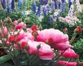 Pop up Card Rose Garden Any Occasion Roses and Delphinium