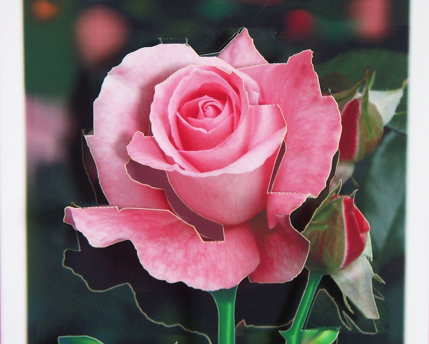 Pop up Pink Rose card Any occasion Smell the Roses