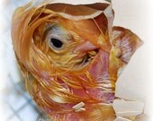 Chick, Hatching Chick, Egg, Baby Bird, Fine Art, Square, 8x8 Photograph, 'Hello, World'