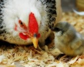 Chicken Print, Hen, Chick, Baby Animal, Farm, Fine Art, 5x7 Photo, 'Mother Hen'
